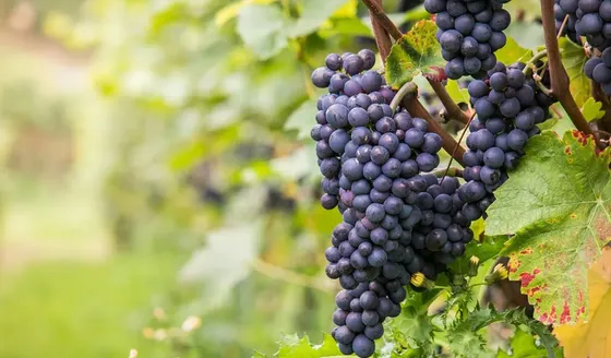 Sus vinos suelen ser de colores rojos intensos, pero no oscuros.