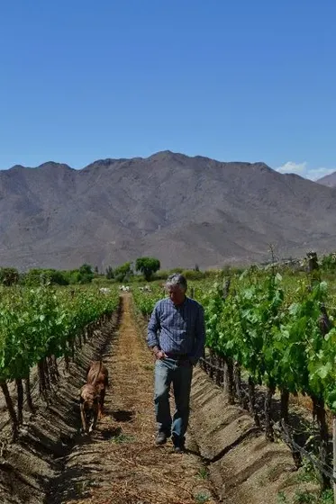 Vista de los viñedos de Bodega Adentro, Cachi