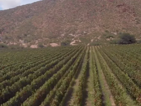 Bodega Altupalka