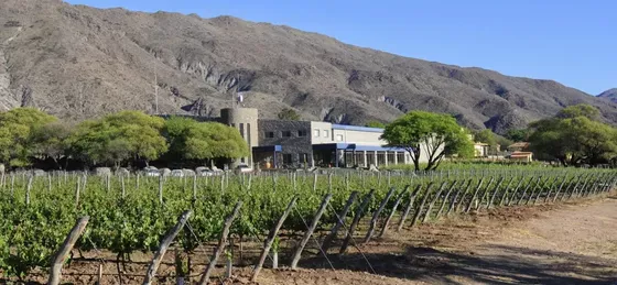 Bodega Colomé - Viñedos