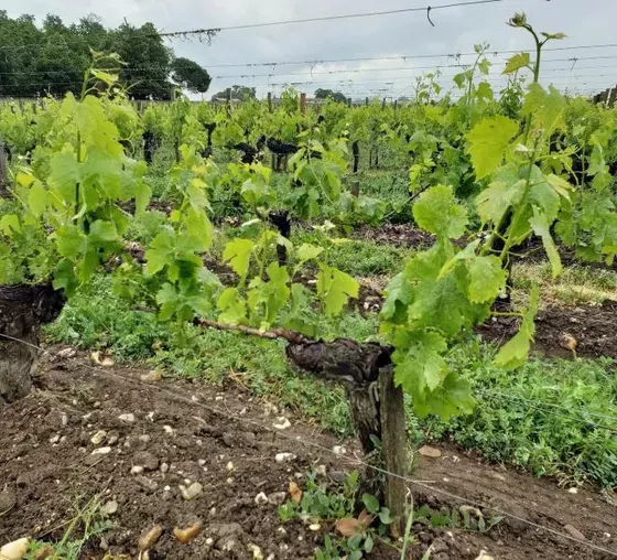 Bodega Dal Borgo - Viñedos