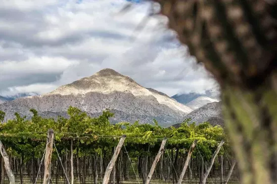 Bodega Dal Borgo - Viñedos