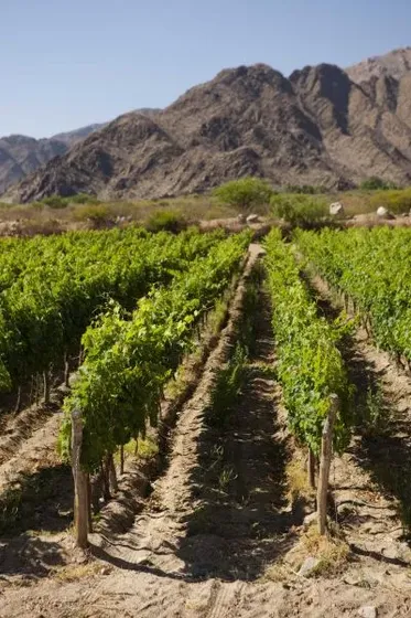 Bodega Amalaya - Viñedos